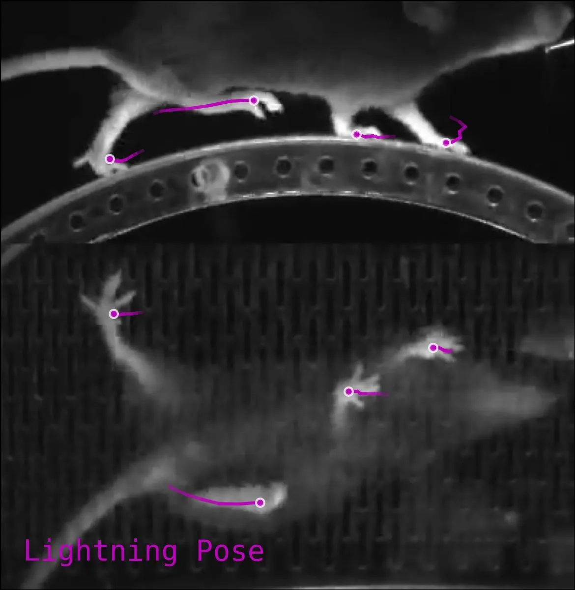 Pose tracking in Lightning Pose