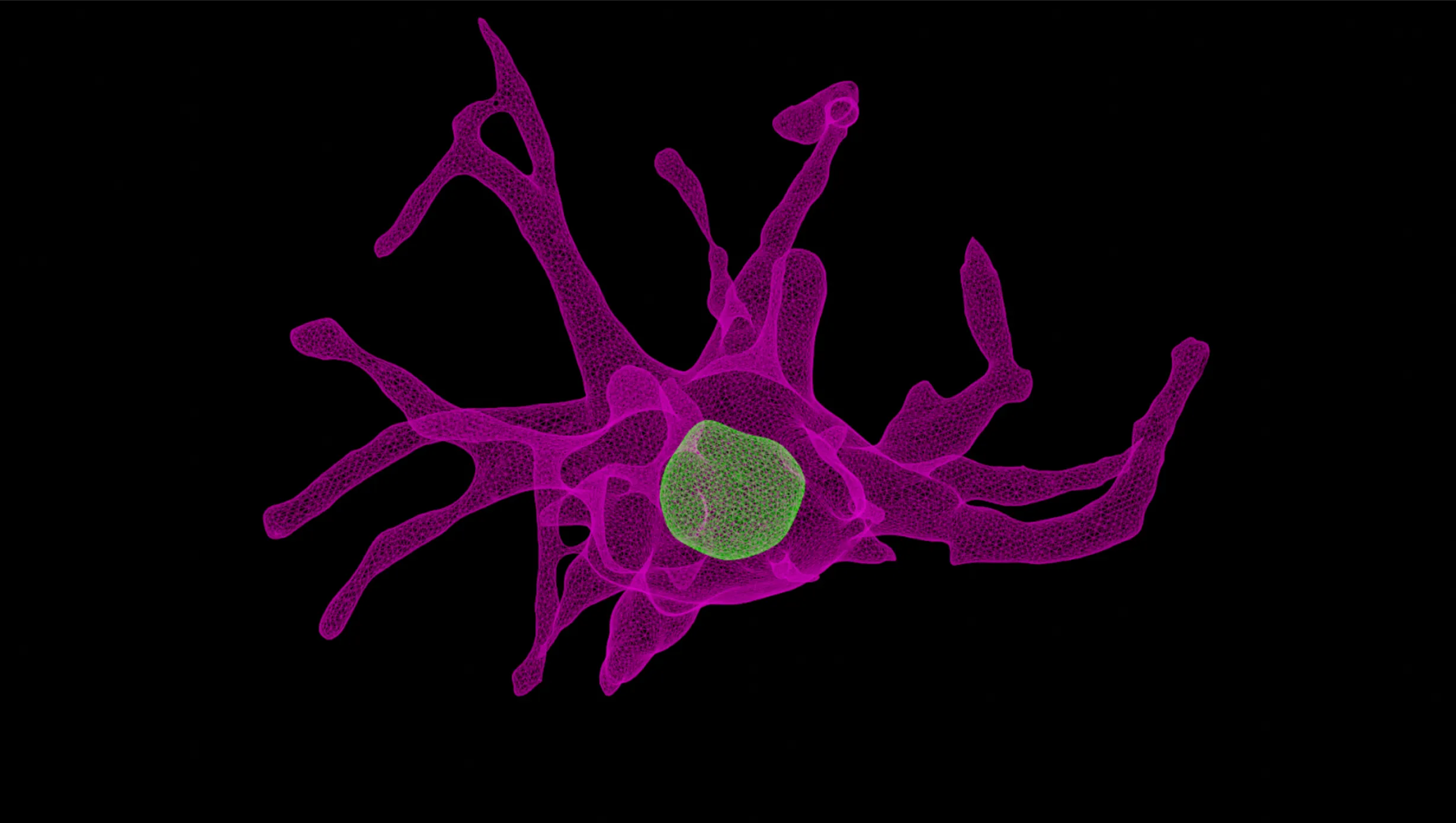 3D mesh rendering of a melanoma cell following drug treatment.&nbsp;Sentinal4D captures terabytes of high-resolution 3D imaging data, comprising hundreds of thousands of single-cell images like this one, to study how cells respond to therapeutic perturbations, while modeling populational heterogeneity. These mesh reconstructions enable spatially precise modeling of cell and nuclear morphology, foundational for AI-driven drug discovery.